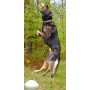 Dogtra® BALL TRAINER | Lanza Pelotas con mando a distancia para perros