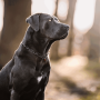 Collar negro restricción reducción perros inox medium Sprenger