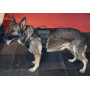 COP HARNESS - Arnés Táctico para perros K9