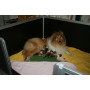 WELPENBOX V2 | PARIDERA para Perros medida 140x140
