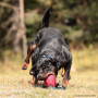 NYLCOTBALL BOMBA | Pelota Mordedor de Nylon Tela francesa 9cm