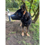 601412 MUZZLE K9 Schweikert