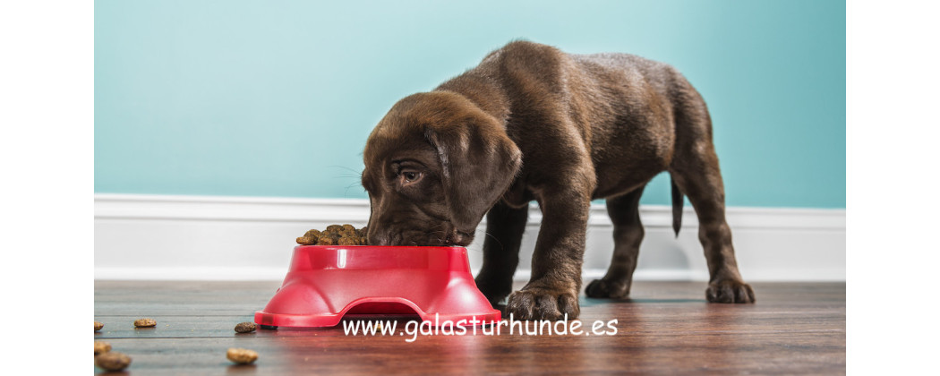 Alimento natural para Cachorros | Galasturhunde