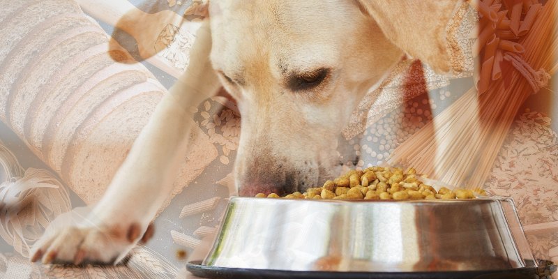carbohidratos-perros