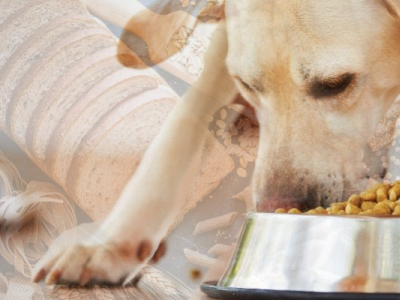 Hidratos de carbono para perros