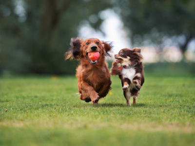 Mi perro tiene Obesidad | Perder peso perros