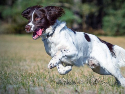 Raza Springer Spaniel Inglés