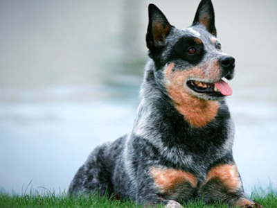 Raza Pastor ganadero australiano
