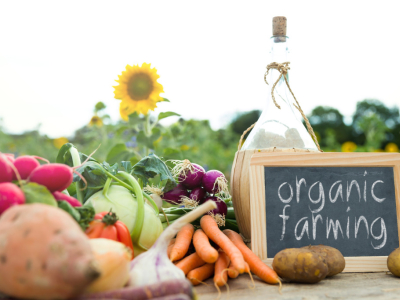 Alimentos Probióticos para Perros