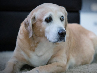 ¿Qué son los condroprotectores para perros?