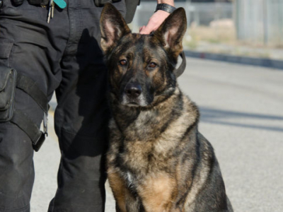 Presentación de SOKKS®-MPTS España