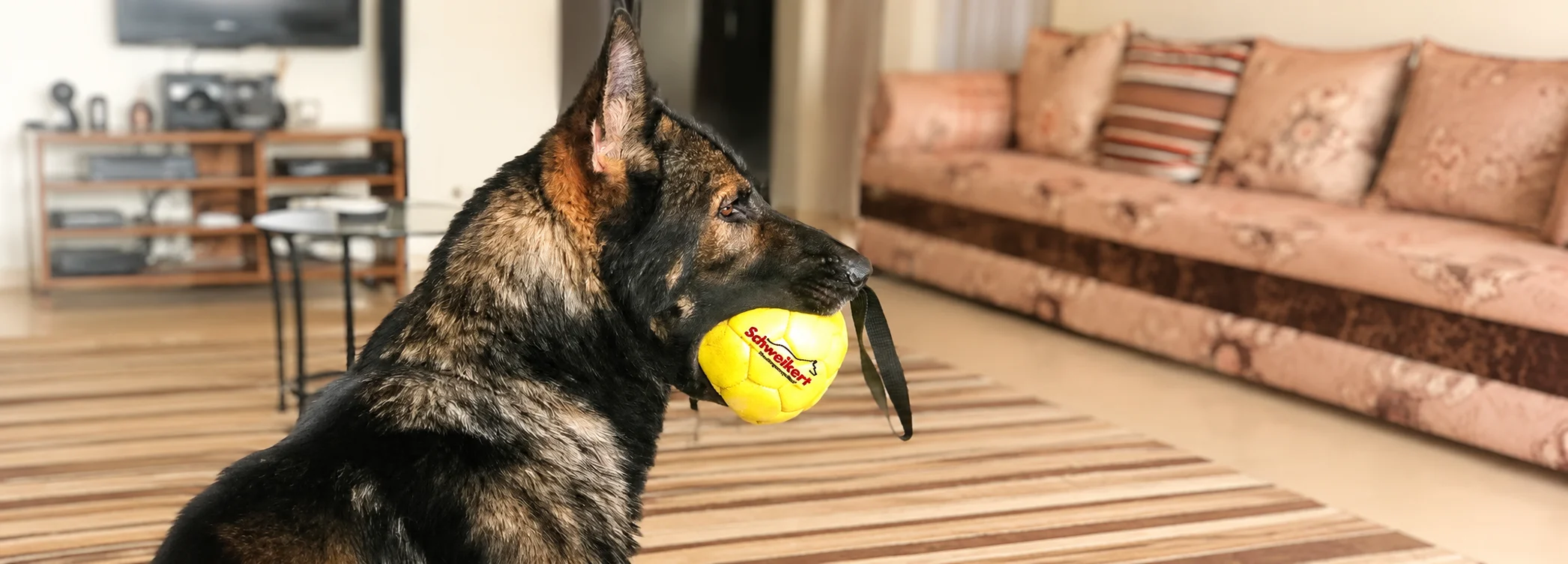 Accesorios para perros